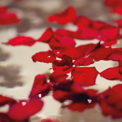 Leuchtend rote Rosenblätter schweben auf der Oberfläche eines Blütenbades.