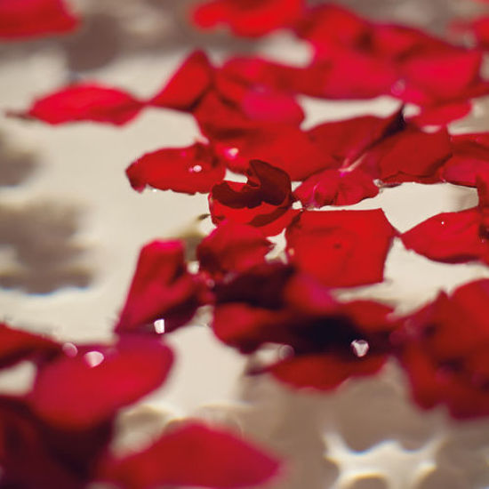 Leuchtend rote Rosenblätter schweben auf der Oberfläche eines Blütenbades.